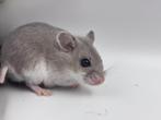 Chinese dwerghamster, Dieren en Toebehoren, Knaagdieren, Meerdere dieren, Hamster, Na 1 juli 2024, Tam