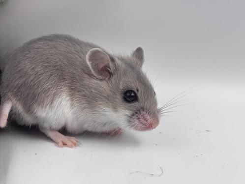 Chinese dwerghamster, Dieren en Toebehoren, Knaagdieren, Meerdere dieren, Hamster, Tam