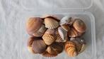 Doos met mooie schelpen, Verzenden, Schelp(en)
