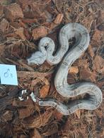 Boa Constrictor Amarali, Slang, Tam, 0 tot 2 jaar