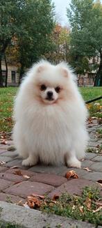 Zoekt een gouden mandje – Pomeranian reu, wit van kleur, Dieren en Toebehoren, Fokker | Hobbymatig, 15 weken tot 1 jaar, Buitenland