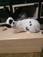 Lotharinger Ram, Dieren en Toebehoren, Konijnen, Mannelijk, Groot, 0 tot 2 jaar