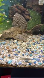 Zeilvin , algeneter, Vis