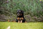 *Labradoodle pups klein, minidoodle pups*, Dieren en Toebehoren, Nederland, Overige rassen, 8 tot 15 weken, CDV (hondenziekte)