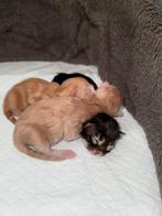 Maine Coon kittens -  100% -  huiselijk opgegroeid, Kater, 0 tot 2 jaar