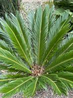 Cycas Revoluta (Vredespalmen), Huis en Inrichting, Kamerplanten, Ophalen, Palm, Volle zon, 100 tot 150 cm