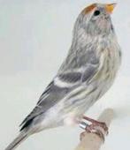 Noordse barmsijs jongen en poppen agaat , isabel en bont, Dieren en Toebehoren, Vogels | Overige Vogels, Meerdere dieren, Wildzangvogel