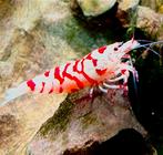 High grade Fancy red tiger garnalen caradina van Vin Fish, Kreeft, Krab of Garnaal