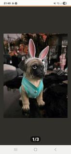 Mooie hond met grote oren 30 cm hoog., Ophalen of Verzenden, Nieuw, Dier