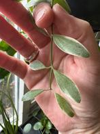 dischidia nummularia variegata (?) stekken, Ophalen, Halfschaduw, Minder dan 100 cm