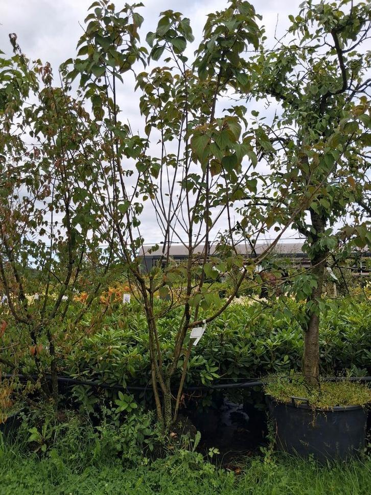 Meerstammige Clerodendrum trichotomum, pindakaasboom 250-300, Tuin en Terras, Planten | Bomen, Overige soorten, 250 tot 400 cm