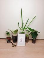 Set kamerplantjes met schilderij, ficus, alocasia, orchidee, Huis en Inrichting, Kamerplanten, Overige soorten, In pot, Minder dan 100 cm