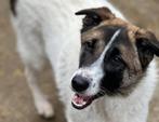 BORIS, MENSGERICHTE, LIEVE, JONGE, REU, ZOEKT WANDELMAATJE, Particulier, Rabiës (hondsdolheid), Reu, 1 tot 2 jaar