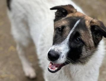 BORIS, MENSGERICHTE, LIEVE, JONGE, REU, ZOEKT WANDELMAATJE beschikbaar voor biedingen
