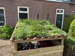 Groendak met Sedum kruiden ook uw fietsen hok bijv