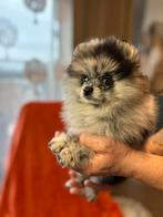 Pomeranian Merle ️️, Dieren en Toebehoren, België, Rabiës (hondsdolheid), Overige rassen, 8 tot 15 weken