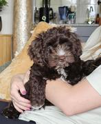Maltipoo puppy reu 10 weken (herplaatsing), Dieren en Toebehoren, Honden | Chihuahua's en Gezelschapshonden, 8 tot 15 weken, CDV (hondenziekte)
