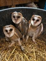 Nog 1 jonge kerkuil tekoop, Dieren en Toebehoren, Mannelijk, Roofvogel, Geringd