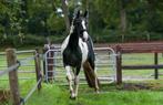 3 JARIGE RUIN, BONT, DROOMPAARD!!, Dieren en Toebehoren, Paarden, Gechipt, Ruin, Dressuurpaard, 3 tot 6 jaar