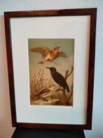 Chromolitho Litho A. Haase Praag Vogels Vogel Birds 1888, Ophalen of Verzenden