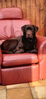 dekreu labrador met ervaring, Dieren en Toebehoren, Honden | Dekreuen, Rabiës (hondsdolheid), Reu, Eén hond, 3 tot 5 jaar
