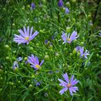 300 vaste blauwe asters voor 75 euro ( gereserveerd ), Zomer, Ophalen of Verzenden