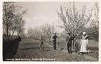 Zeeland, Zuid-Beveland, Bloeiende Boomgaard, Ophalen of Verzenden, 1940 tot 1960, Gelopen, Zeeland