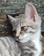 2 lieve gezonde half Maine Coon katers te koop, Dieren en Toebehoren, Katten en Kittens | Overige Katten