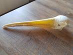 Afrikaanse Nimmerzat Schedel, Ophalen of Verzenden, Gebruikt, Vogel, Schedel