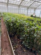 Nieuwe aanbieding hedere hoog 100cm flinke partij, Ophalen, Vaste plant, Bloeit niet, Halfschaduw