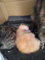 Kittens, Dieren en Toebehoren, Katten en Kittens | Overige Katten, Meerdere dieren