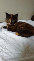 3 mooie kittens, Poes, 0 tot 2 jaar