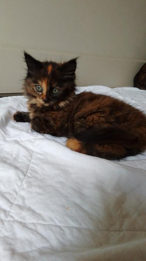3 mooie kittens, Dieren en Toebehoren, Katten en Kittens | Overige Katten, Poes, 0 tot 2 jaar