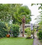 Grote Palmboom (ca. 4 meter) - Zelf uitgraven!, Ophalen of Verzenden