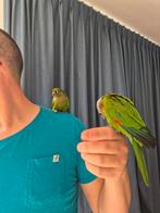 2 Pyrrhura, Dieren en Toebehoren, Vogels | Parkieten en Papegaaien, Geslacht onbekend, Parkiet, Geringd