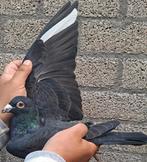Postduiven Leus kweek koppel, DESCHEEMAECKER PIGEON CENTER., Dieren en Toebehoren, Meerdere dieren, Postduif
