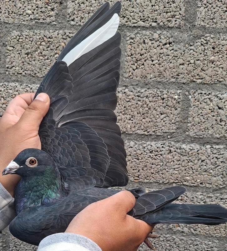 Postduiven Leus kweek koppel, DESCHEEMAECKER PIGEON CENTER., Dieren en Toebehoren, Vogels | Duiven, Postduif, Meerdere dieren