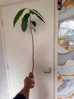 Avocado Plant Zelf Gekweekt, Ophalen, Volle zon, Vaste plant, Bloeit niet