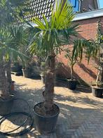 Trachycarpus Fortunei palmboom palmbomen Stamhoogte 110cm, Zomer, Volle zon, Ophalen of Verzenden, Palmboom
