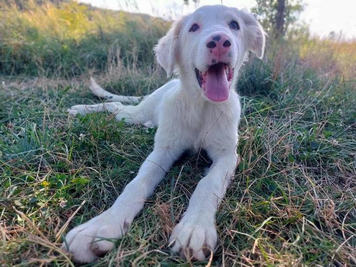 JONG LIEF MENSGERICHT REUTJE LEO ZOEKT ZIJN MATCH, Dieren en Toebehoren, Honden | Niet-rashonden, Middel, Reu, Particulier, Eén hond