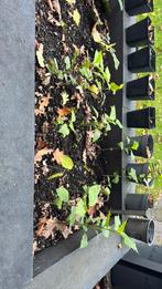 Hibiscus plantjes, Ophalen, Overige soorten, Volle zon