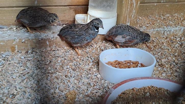 Chinese dwergkwartels hanen 2025 natuurbroed, Dieren en Toebehoren, Vogels | Overige Vogels, Mannelijk