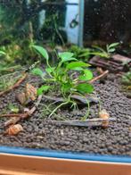 Anubia paxing op kienhout aquarium plant, Dieren en Toebehoren, Plant(en), Steen of Hout, Ophalen of Verzenden, Zo goed als nieuw