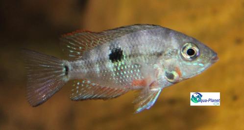 Vuurkeelcichlide, Dieren en Toebehoren, Vissen | Aquariumvissen, Zoetwatervis, Vis