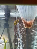 Dwergkogelvissen, Vis