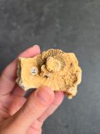 Fossiele Ammoniet op Matrix, Ophalen of Verzenden, Fossiel