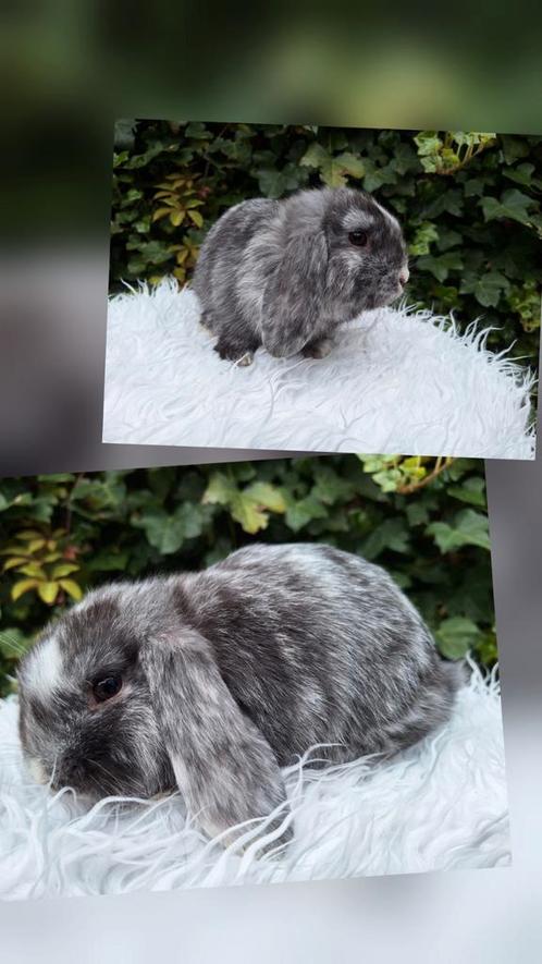 Prachtig raszuiver NHD konijntje rhon, Dieren en Toebehoren, Konijnen, Hangoor