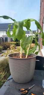 Kamerplant met poten. Welk ras nog onbekend, Ophalen, Palm, In pot, Minder dan 100 cm