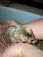 Lieve, jonge, handtamme Goudhamsters m/v (Syrische hamster), Dieren en Toebehoren, Knaagdieren, Meerdere dieren, Hamster, Tam