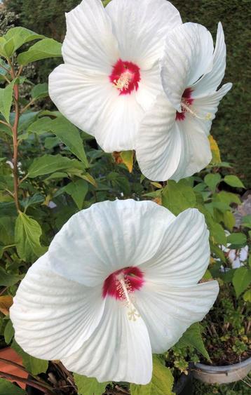 Xxl Hibiscus, diverse kleuren, vaste plant & sedum plantjes beschikbaar voor biedingen